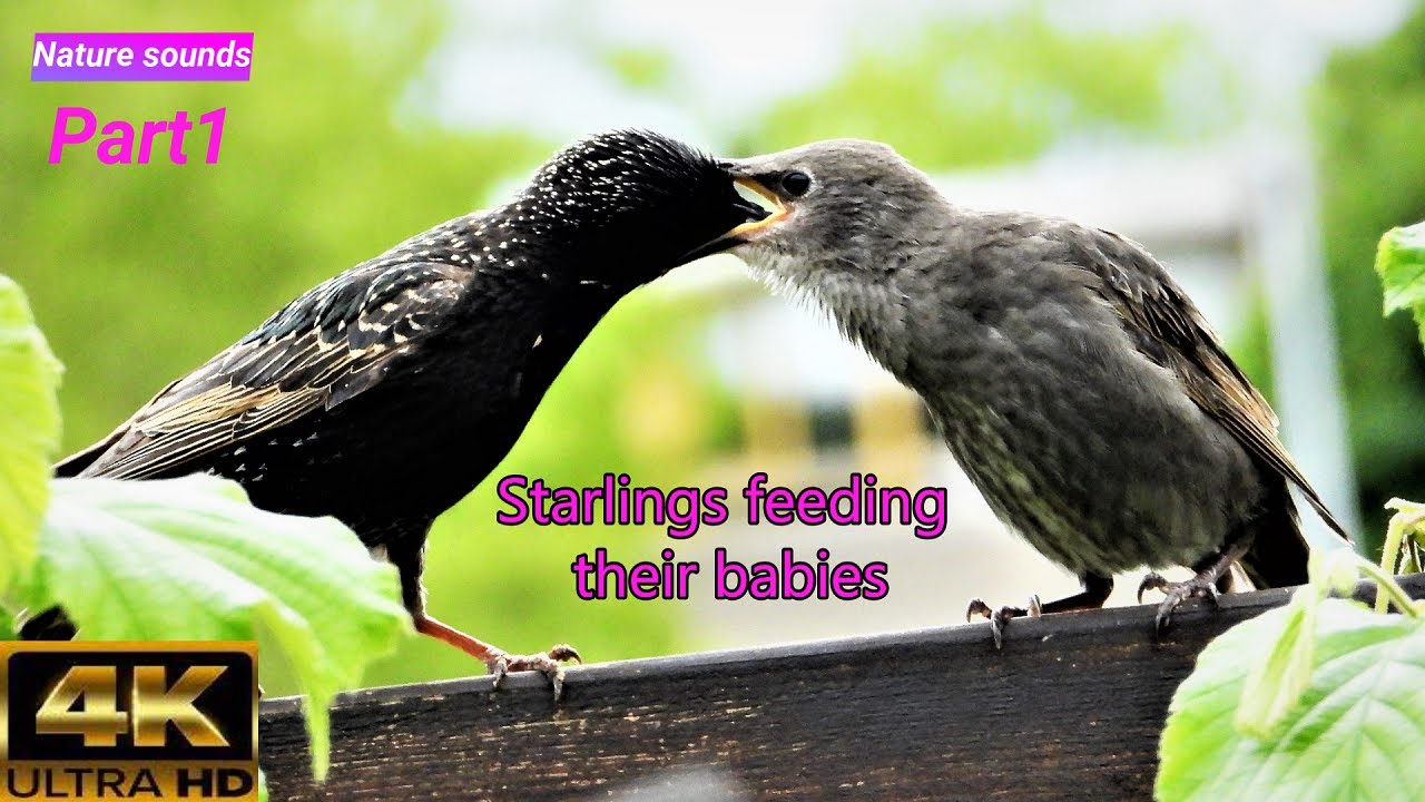 Starlings feeding their chicks (P1), starling bird's variety of calls