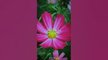 Fa123dl استغفر الله العظيم واتوب اليه صلواعلى النبي سورة البقرة الشيخ وديع اليمني 
