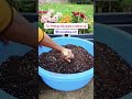Join us for planting Chrysanthemum. #flowers