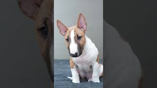 Meet The Unique And Spirited Bull Terrier