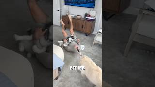 Dogs Think They’re Replaced💔।#shorts #dog