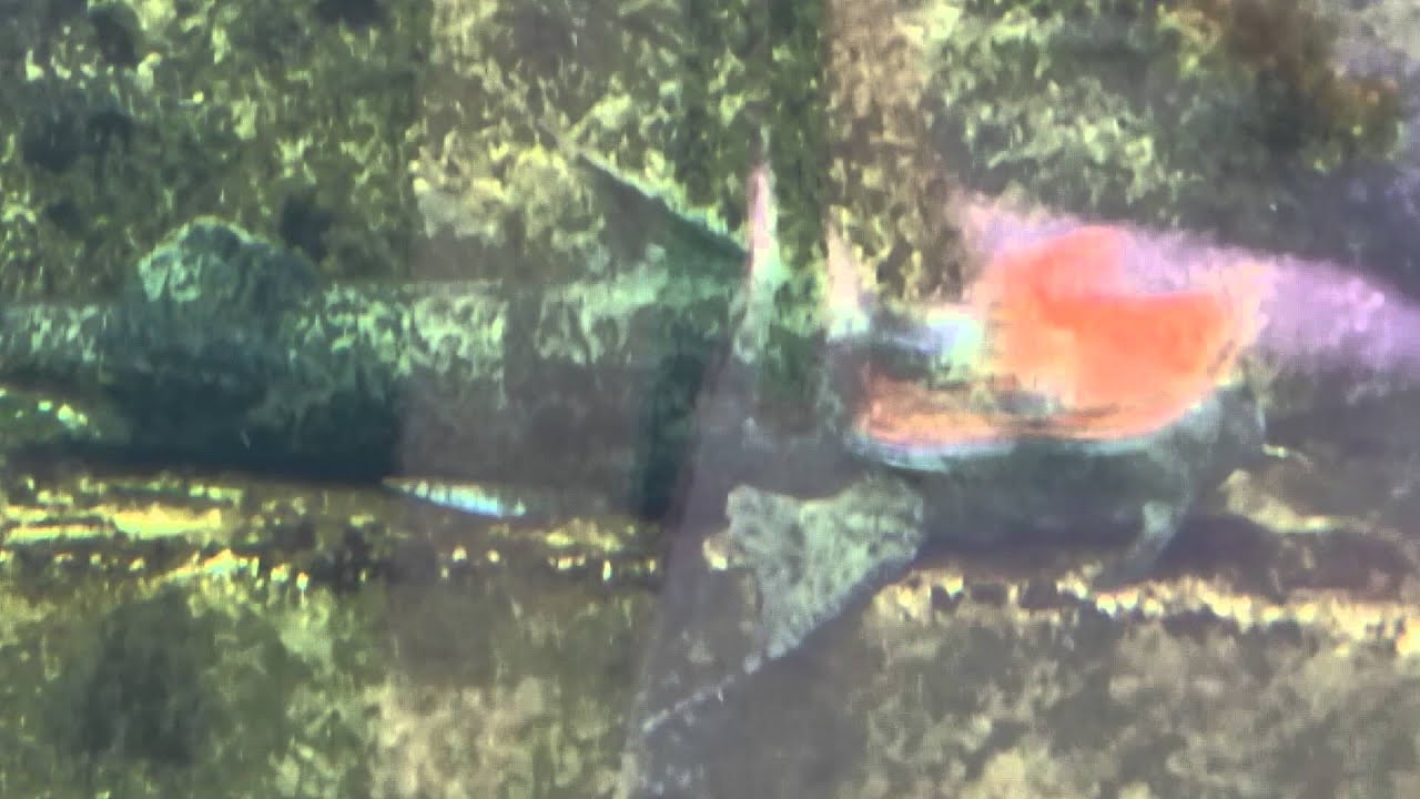 45 cm Goonch Catfish aquarium with other fish YouTube