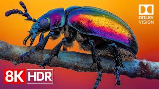 Download lagu The Power of Perfect Color | 8K Dolby Vision HDR 60fps OLED TEST