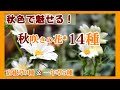 【秋支度】秋咲きの花オススメ14種*秋色で魅せる庭へ/宿根草9種&一年草5種/秋庭への準備をしよう/ガーデニング