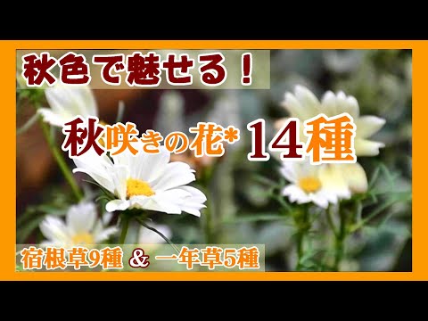 【経験者が教える】前庭の秋の花8選！長く楽しむガーデニングのコツ