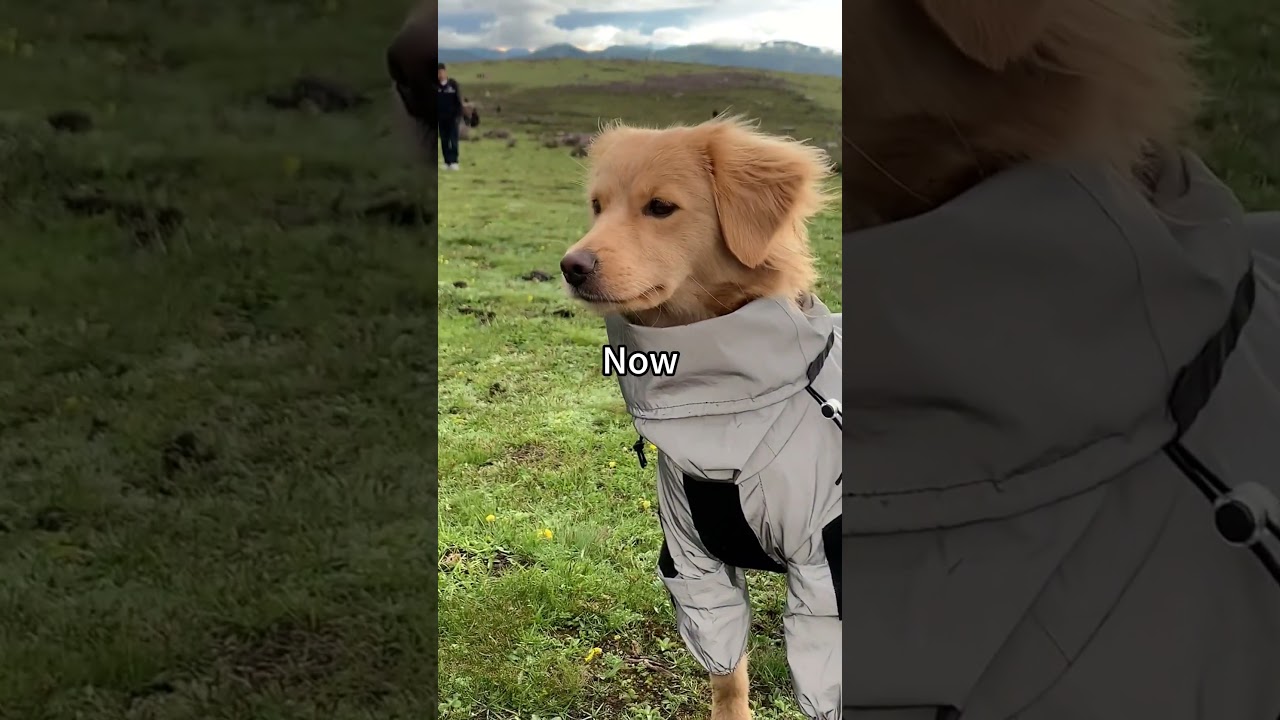 Then & Now | Mini Golden Retriever Puppies