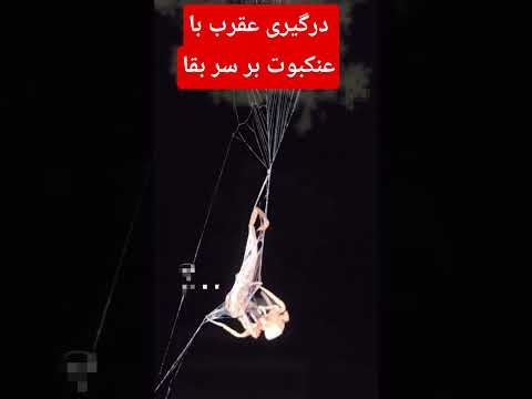 در گیری عقرب با عنکبوت بر سر بقا