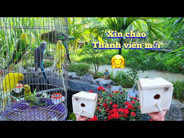 Avi To Đón Chào Thành Viên Mới - Tự Làm Tổ Và Thả Yến Phụng Vào Avi / Quế Nghịch class=