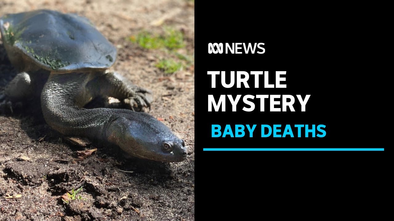 Why do baby turtles keep dying at this Perth park? Scientists want to