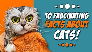 10 Fascinating Facts About Cats | The Secrets About Cats by Animal Fascination 262 views 5 months ago 15 minutes