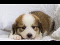 Pyrenees Bernese Mix Puppies for Sale