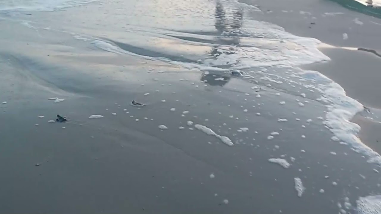 Loggerhead Sea Turtle Nest