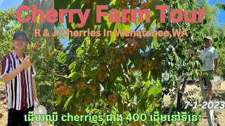 Picking Cherries at R & J Ranch Farms 🍒 in Wenatchee,WA #cherry #pickcherry #cherryfarm #farmtour