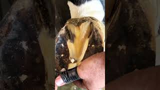 #horse #farrierlife #farrier #satisfying #horsemanship #horsecare #asmr #oddlysatisfying