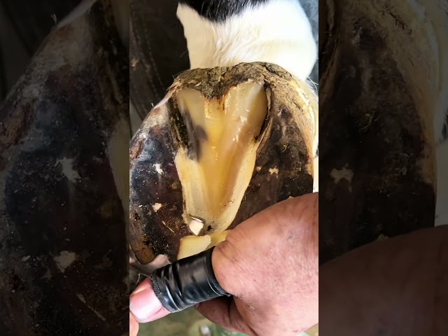 #horse #farrierlife #farrier #satisfying #horsemanship #horsecare #asmr #oddlysatisfying
