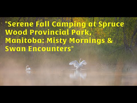 "Serene Fall Camping at Spruce Wood Provincial Park, Manitoba: Misty Mornings & Swan Encounters"