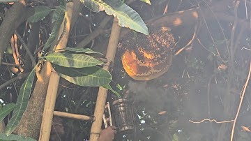 Bắt Tổ Ong Rừng Trên Cây Xoài Chỉ Mất 5 phút