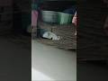 আমাকে কি দেখতে পাচ্ছ?🫣#shorts #catvideo #petlover #hellochiko #chiko #funnycat #animallovers