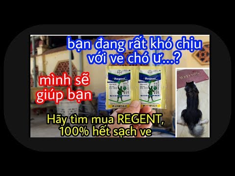 trị ve chó đơn giản hiệu quả với REGENT