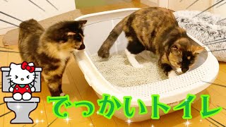 普通サイズのトイレだと、お尻がはみ出しちゃう大きな猫ちゃんには超絶オススメです！！