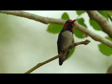 Vidéo: Quels Sont Les Plus Petits Oiseaux De La Planète