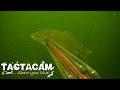 Spearfishing Carp 2014 Green Lake Part 2