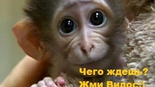 Как кормить Диких Обезьян, Тайланд!