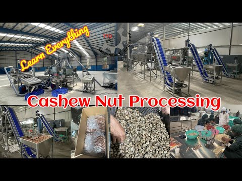 Cashew Nut Processing | Cashew Nut Processing Machine | Modern Automatic Cashew Nut Processing Plant