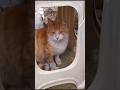 All my kittens are adorable and beautiful.😻🐈🥰 #cats