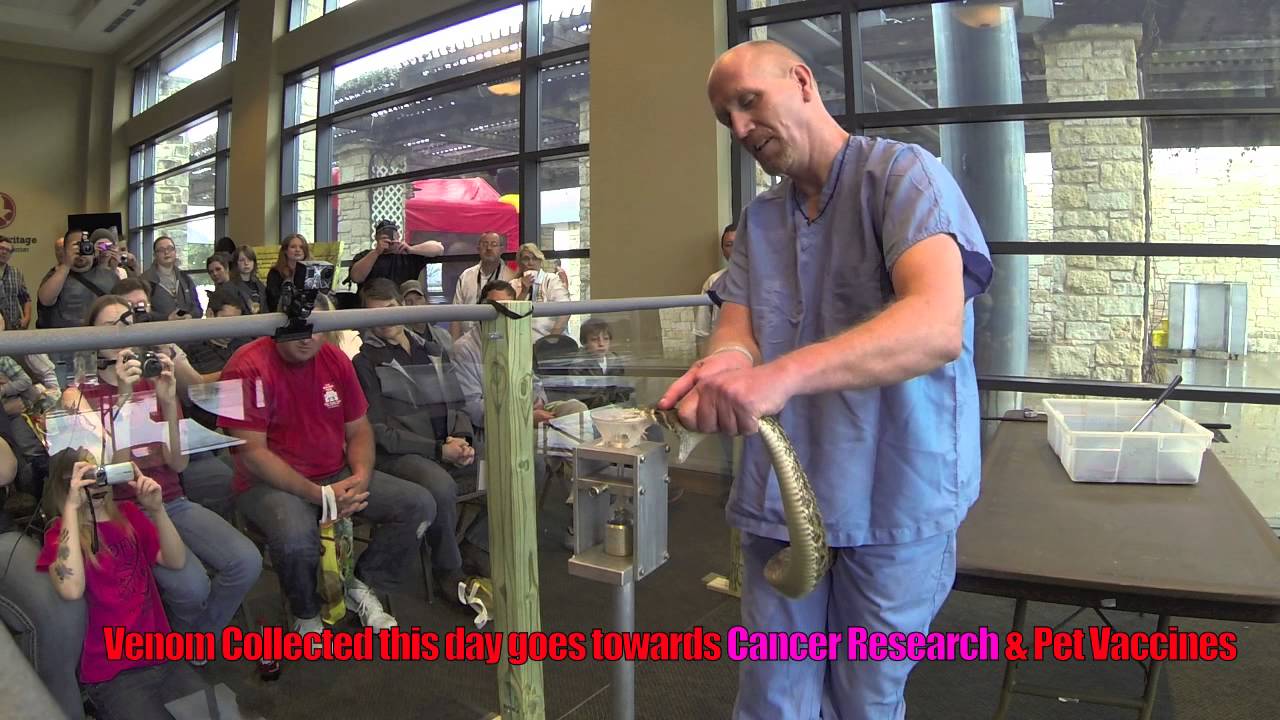 Inaugural Texas Rattlesnake Festival 2014 YouTube