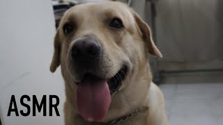 A Labrador Eating