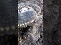     metaldetecting shortsfeed