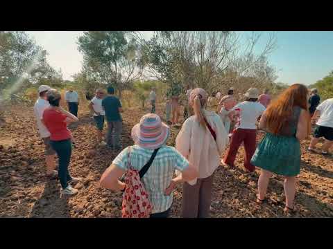 Xylella fastidiosa: Learning from the frontline in Apulia