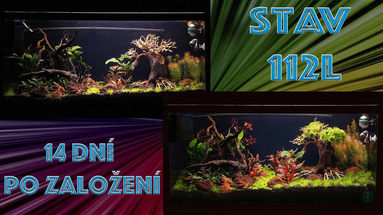 Stav 112l nádrže 14 dní po založení / KonAkva #111