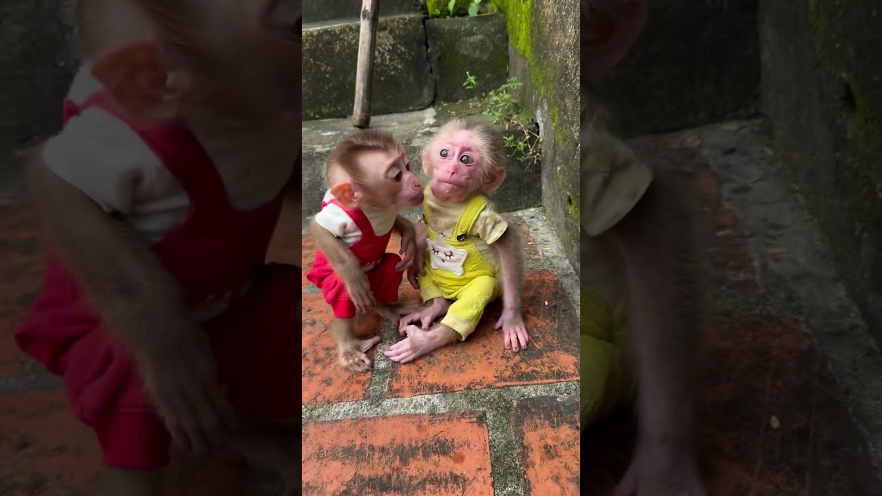 Bon is kissing the baby monkey.