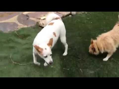 Puppy Paradise Play sessions on fire