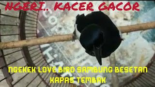 NGERI.. KACER NGEKEK LOVE BIRD sambung MBESETAN KAPAS TEMBAK durasi panjang BUAT MASTERAN