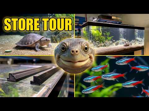 Feeding Elmer: Our Rare Fly River Turtle