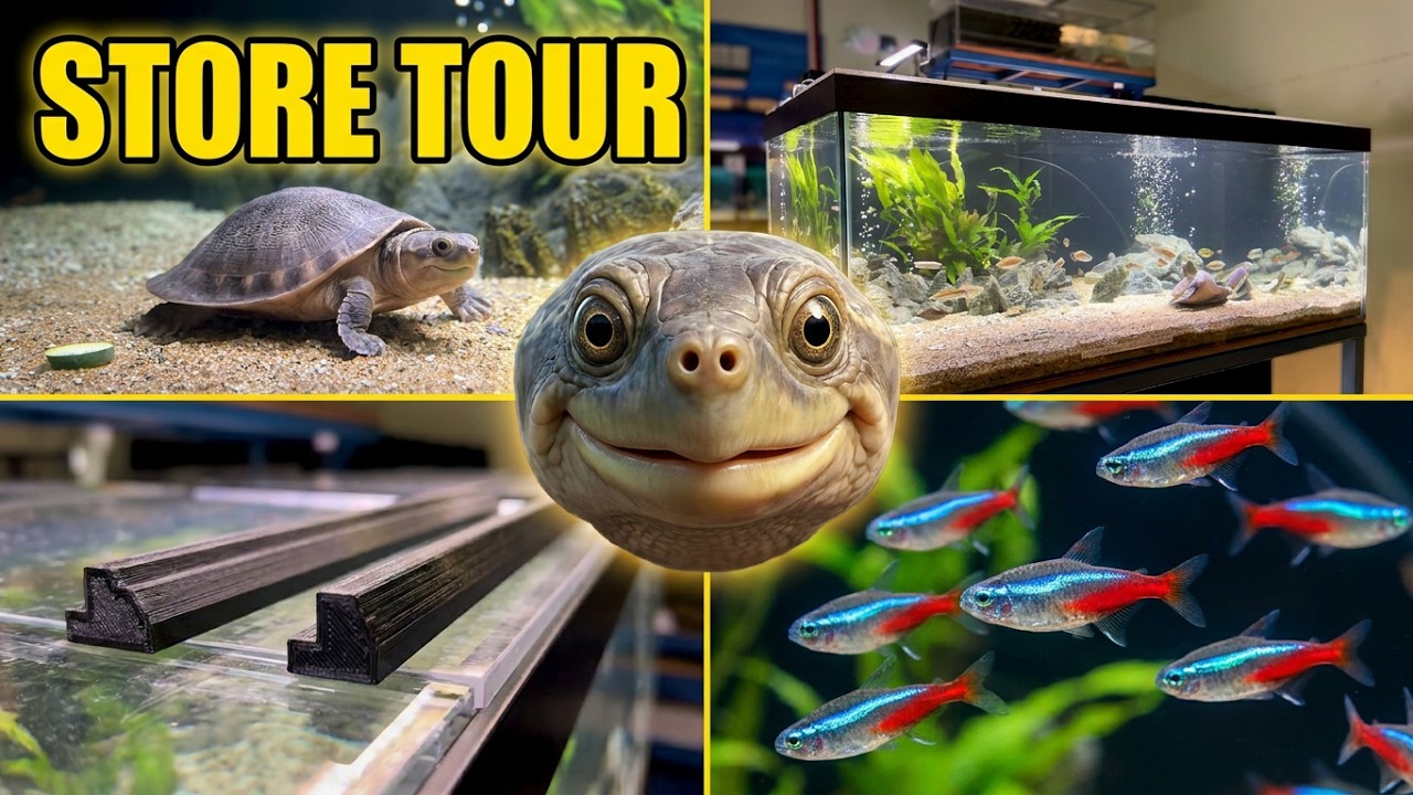 Feeding Elmer: Our Rare Fly River Turtle