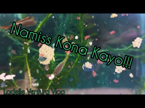 Nakakamiss Silang Lahat Nawala Na @LadelleVenturaVlog #fishaquarium #buhayprobinsya