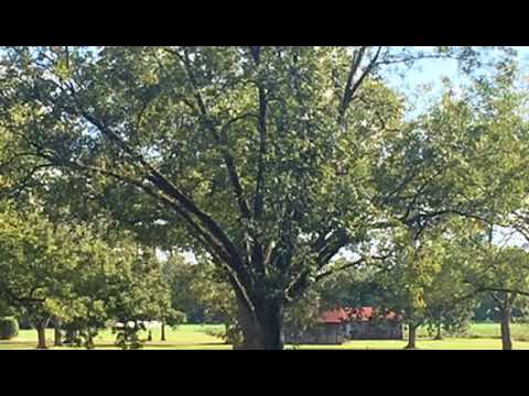 2787 US-82, Shellman, GA home video tour