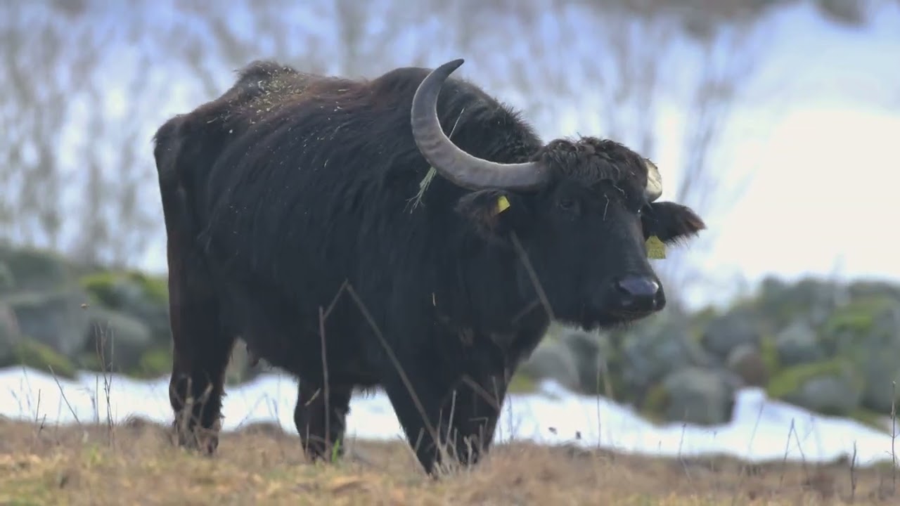 Vattenbufflar i Skåne feb 2026