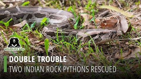 Back-To-Back Python Rescues In Delhi