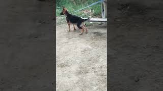 #shorts #dog #germanshepherd #doglover #shortvideo#shortsfeed