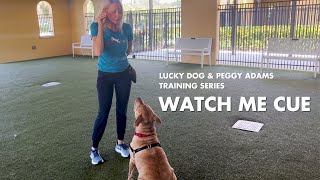 Lucky Dog x Peggy Adams Training Series: Watch Me Cue by Peggy Adams Animal Rescue 430 views 8 months ago 1 minute, 15 seconds