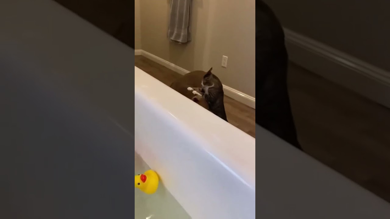 Cat Attacks Pitbull After Falling Into Water 