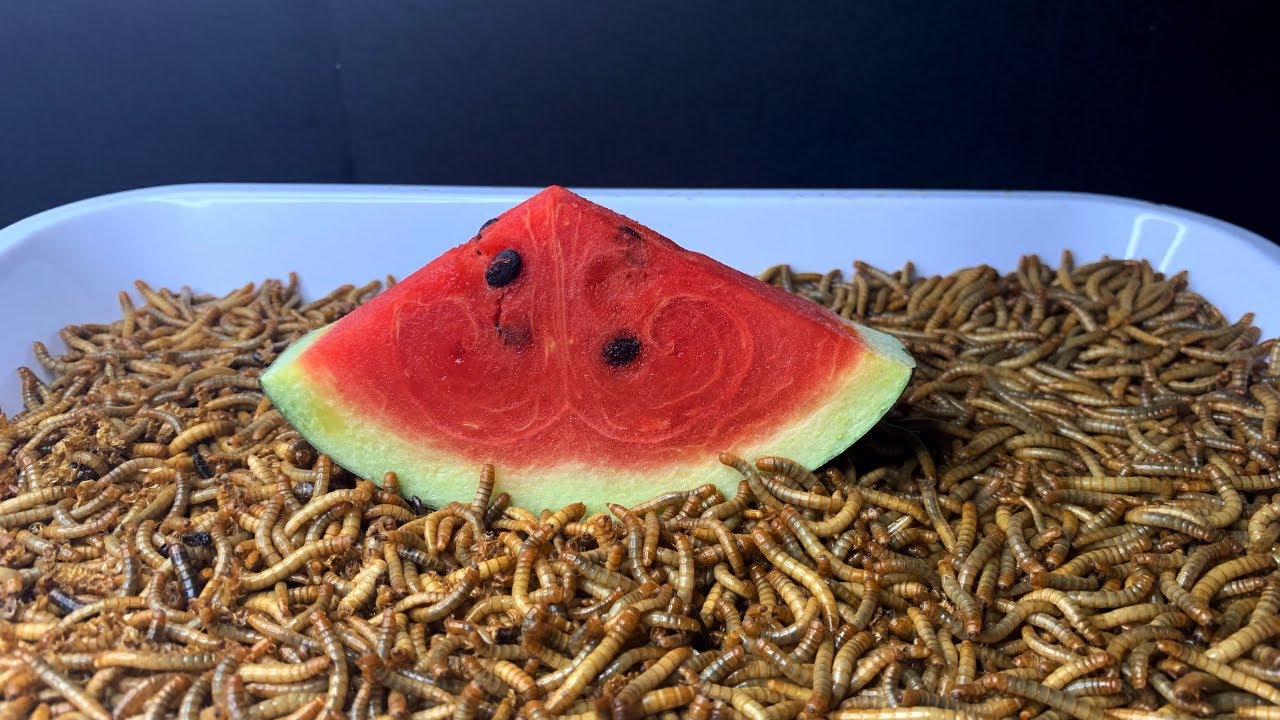 Mealworm vs Watermelon , 面包蟲要中暑了,給黃粉蟲吃塊西瓜 YouTube