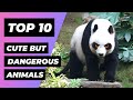 Top 10 cute animals that are actually dangerous  1 minute animals