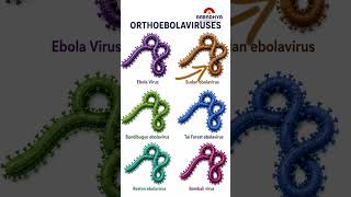 Ebola ఇప్పుడు Health Emergency. కారణం Ebola Virus కాదు, మరి కారణం ఏమిటి?
