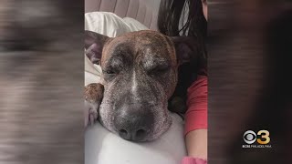 FBI Special Agent fatally shoots dog in Center City: police